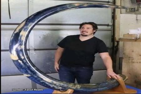Keajaiban Biru dari Zaman Es Gading Mammoth yang Memukau dari Alaska