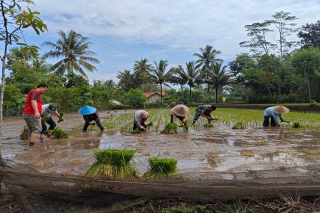 Babinsa Olak Alen Dampingi Petani Tanam Padi Wujud Nyata Dukungan TNI 