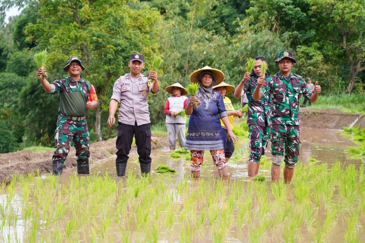 Satgas TMMD Ke 127 Bersama Warga Laksanakan Penanaman Padi Dukung Ketahanan Pangan Di Desa Krisik