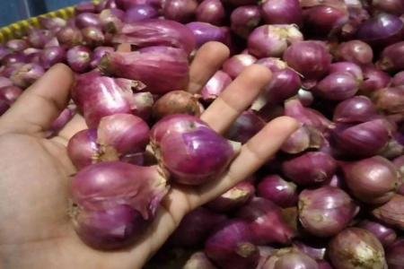 Petani Bawang Merah Kendal Men