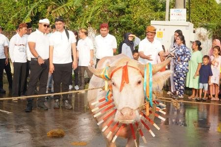 Kerbau Bule Diarak 1 Kilometer