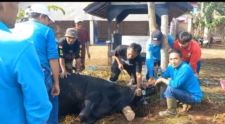 Lintang Astha Gelar Penyembelihan Hewan Kurban di Hari Raya Idul Adha Distribusikan 500 Paket Daging