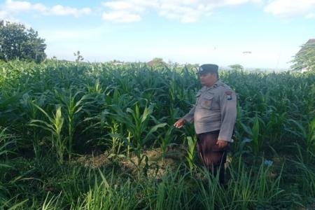 Bhabinkamtibmas Desa Dono Kecamatan Sendang mengawal penanaman Jagung 