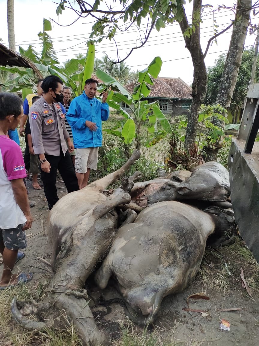 Polres Lebak dan Polsek Panggarangan selidiki  Meninggalnya seorang Penggembala dan Matinya 5 ekor K