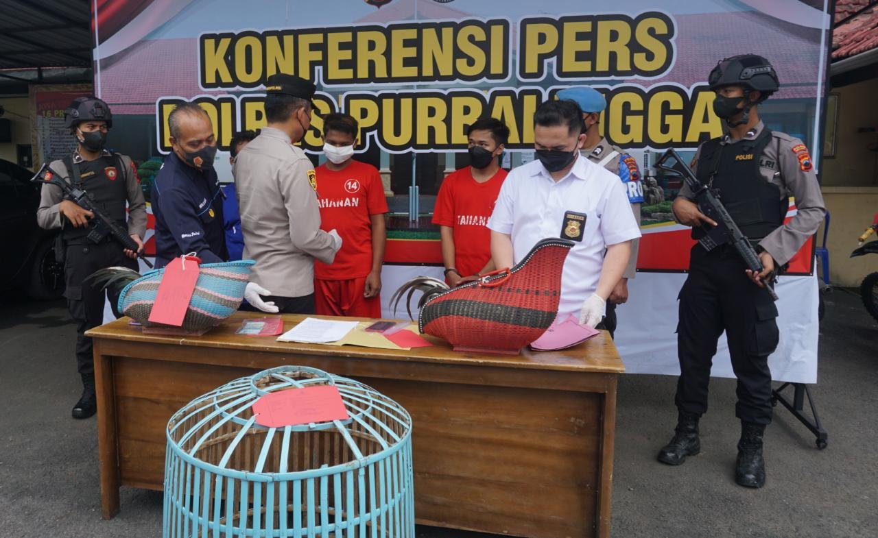 Polres Purbalingga Gerebek Judi Sabung Ayam, Delapan Orang Diamankan Satu Kabur