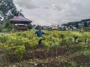 Peran petani milenial dalam pengolahan lahan 