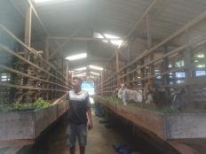 Kambing Perah Sakti Farm Hasilkan Susu Berkualitas Terbaik
