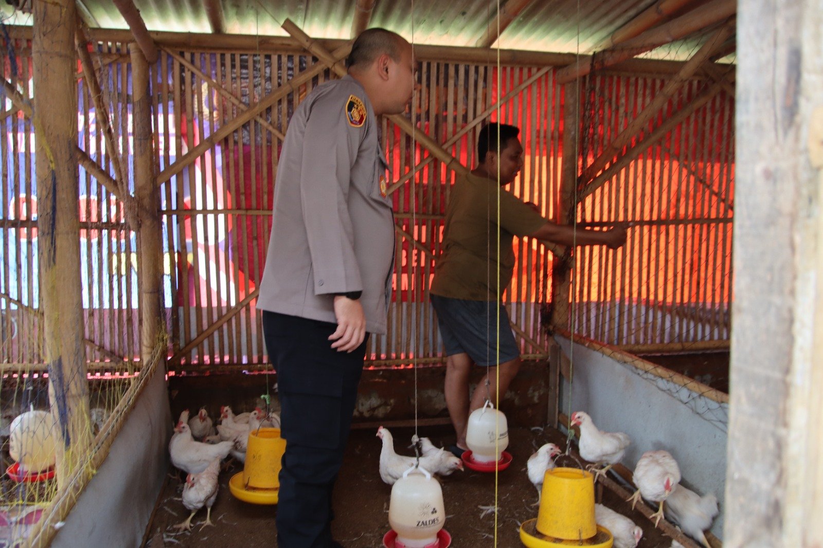 Dukung Ketahanan Pangan Kapolres Sumenep AKBP Rivanda, S.I.K. Tinjau Peternakan Ayam di Desa Pabian