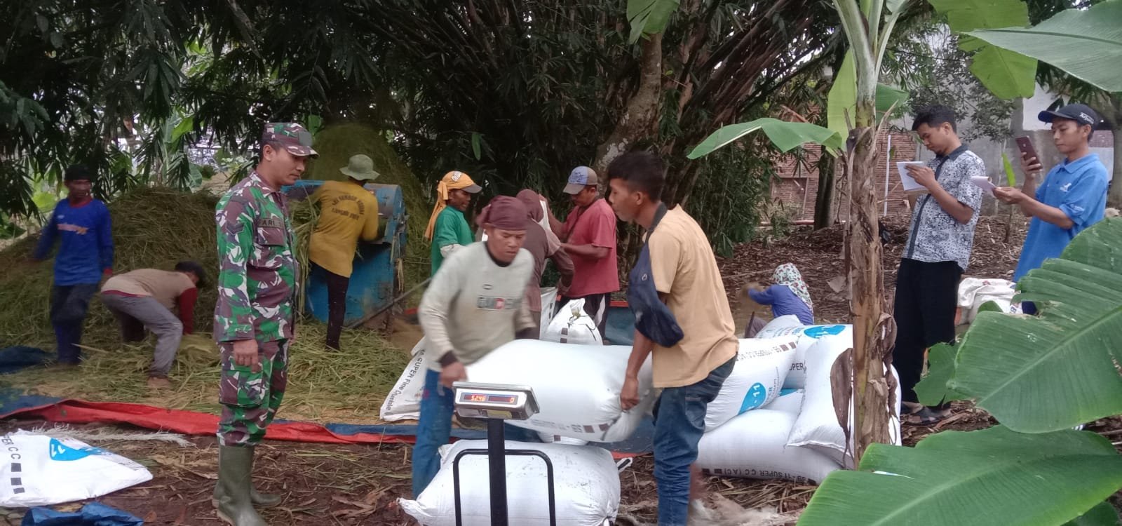 Pastikan Proses Transaksi Lancar, Babinsa Desa  Brokoh Dampingi Pembelian Gabah oleh Bulog