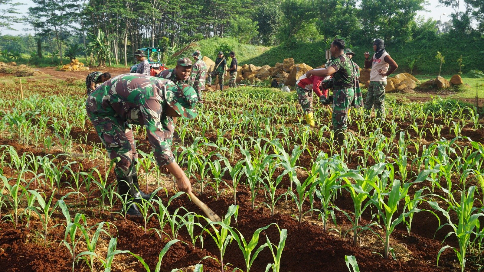 Sulap Lahan Tidur Untuk Ketahanan Pangan, Kodim Batang Tanam Jagung dan Ubi 