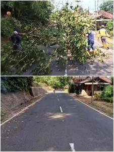 DPUPR UPTDPJJ Lebak Bergerak Cepat Tangani Pohon Tumbang di Jalan Bayah - Cikotok
