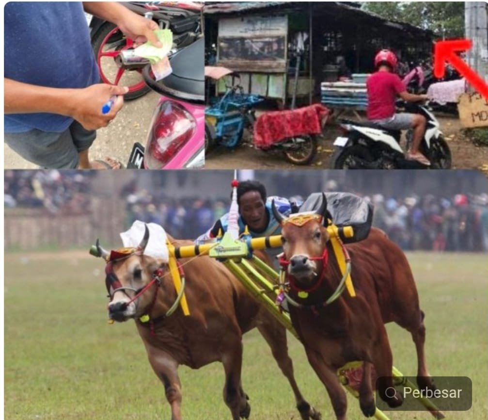 Aksi Pemalakan Parkir Nodai Suksesnya Festival Calender Event Karapan Sapi 2025