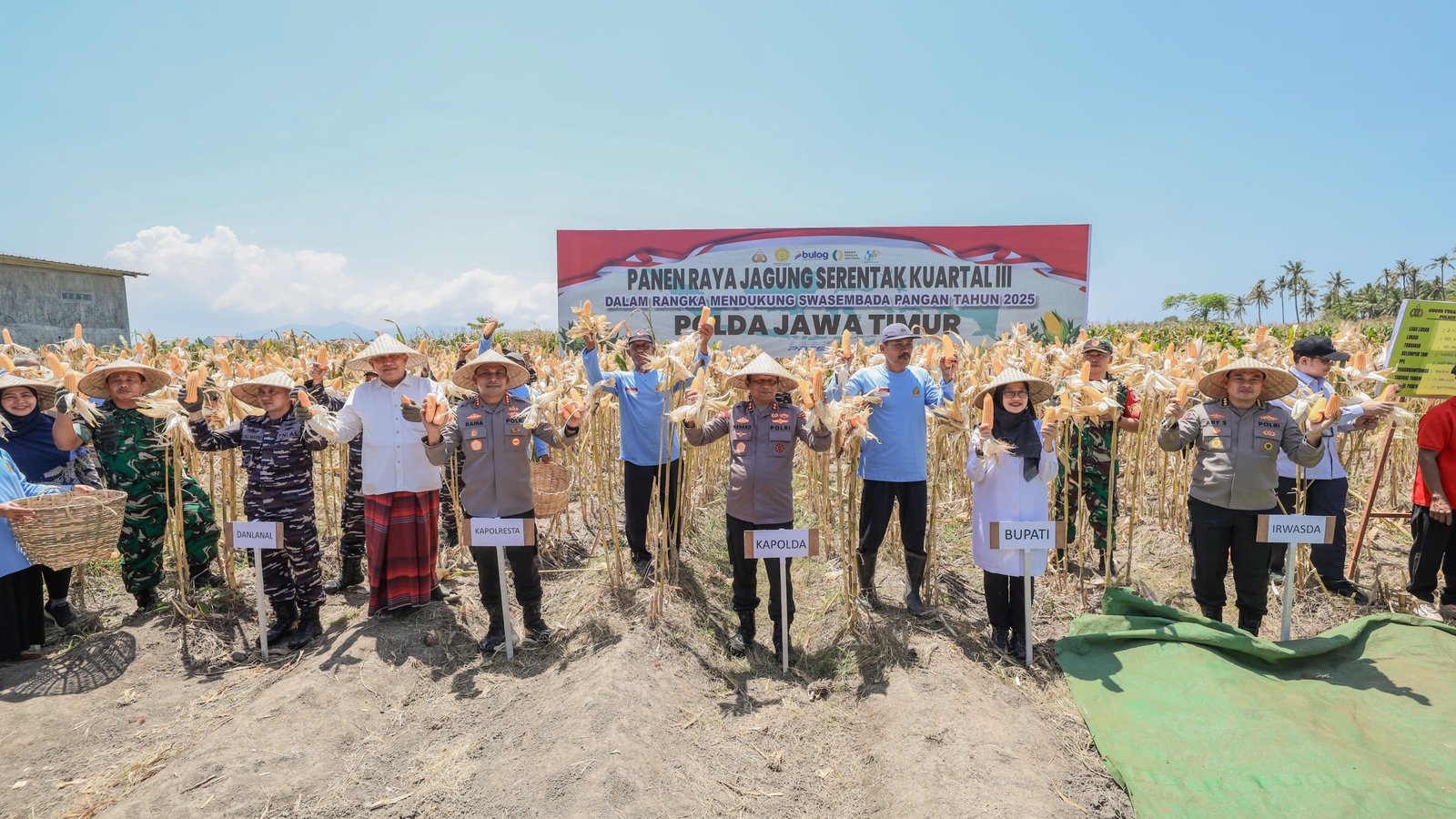 Kapolda Jatim dan Forkopimda Panen Raya Jagung Kuartal III Banyuwangi Surplus Pangan 4 kali Lipat