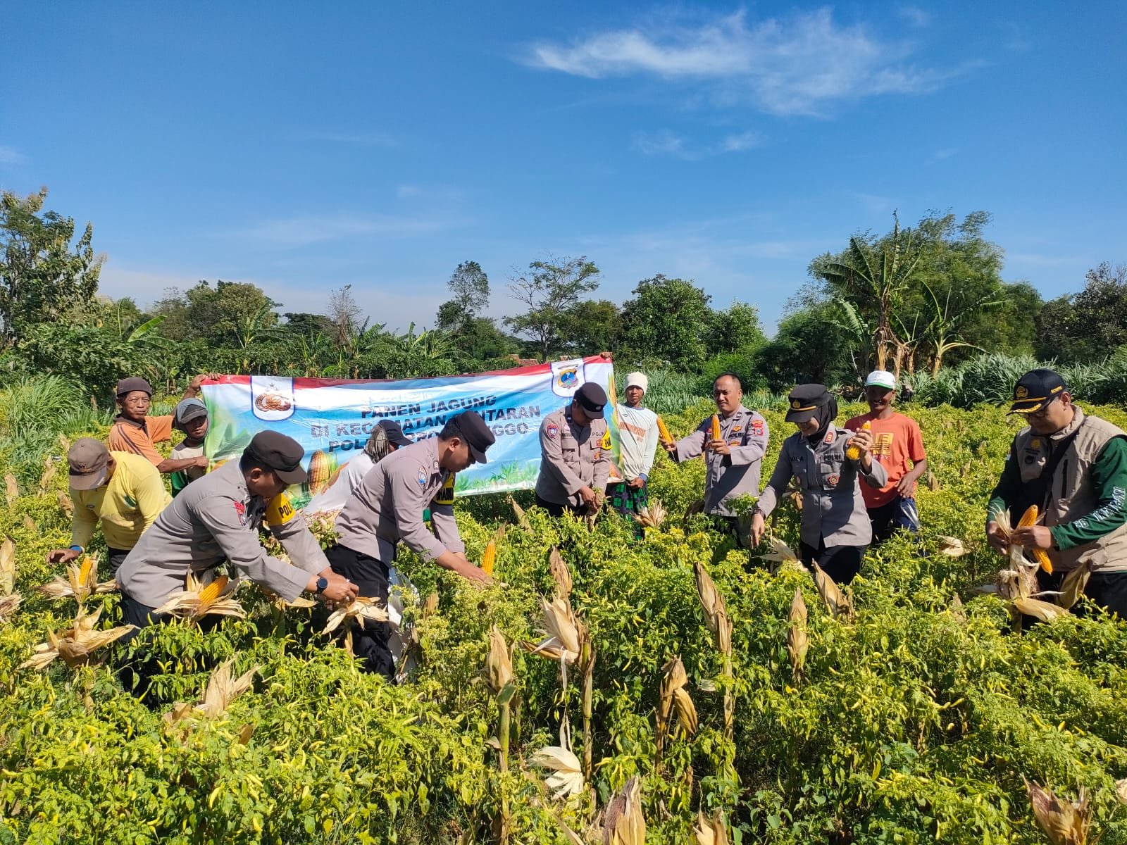 Wujudkan Program Ketahanan Pangan Polres Probolinggo Bersama Kelompok Tani Panen Jagung di Bantaran