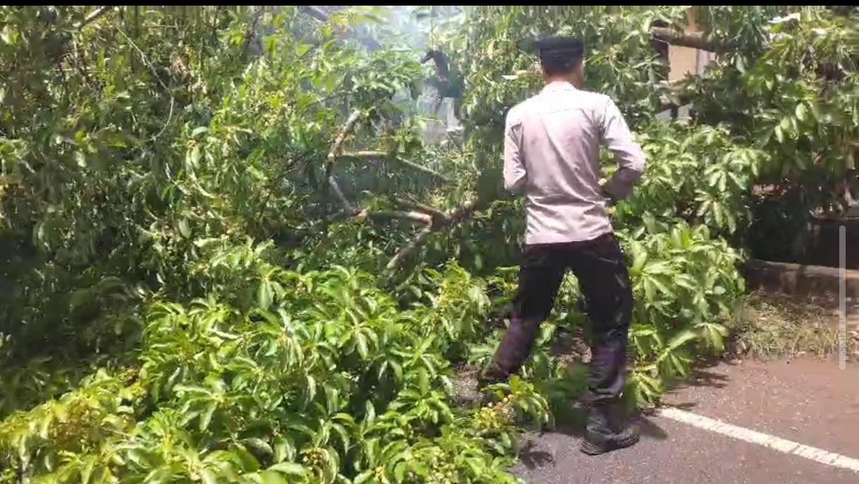 Polres Sumenep Respon Cepat Atasi Pohon Tumbang di Lenteng, Arus Lalu Lintas Kembali Normal