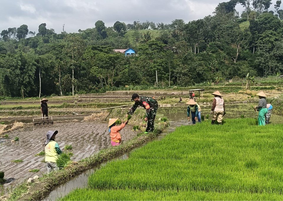 Wujudkan Ketahanan Pangan Babinsa Gandusari Turun Ke Sawah Bantu Petani Tanam Padi
