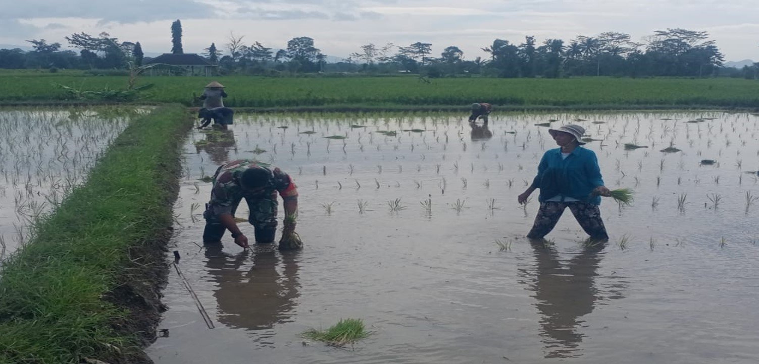 Dukung Ketahanan Pangan Nasional Serda Dedy Awang Dampingi Penanaman Padi Milik Bapak Sumino